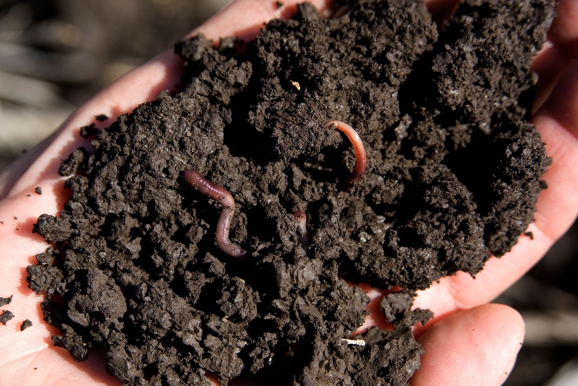 Agriculture soil in hand with worms.