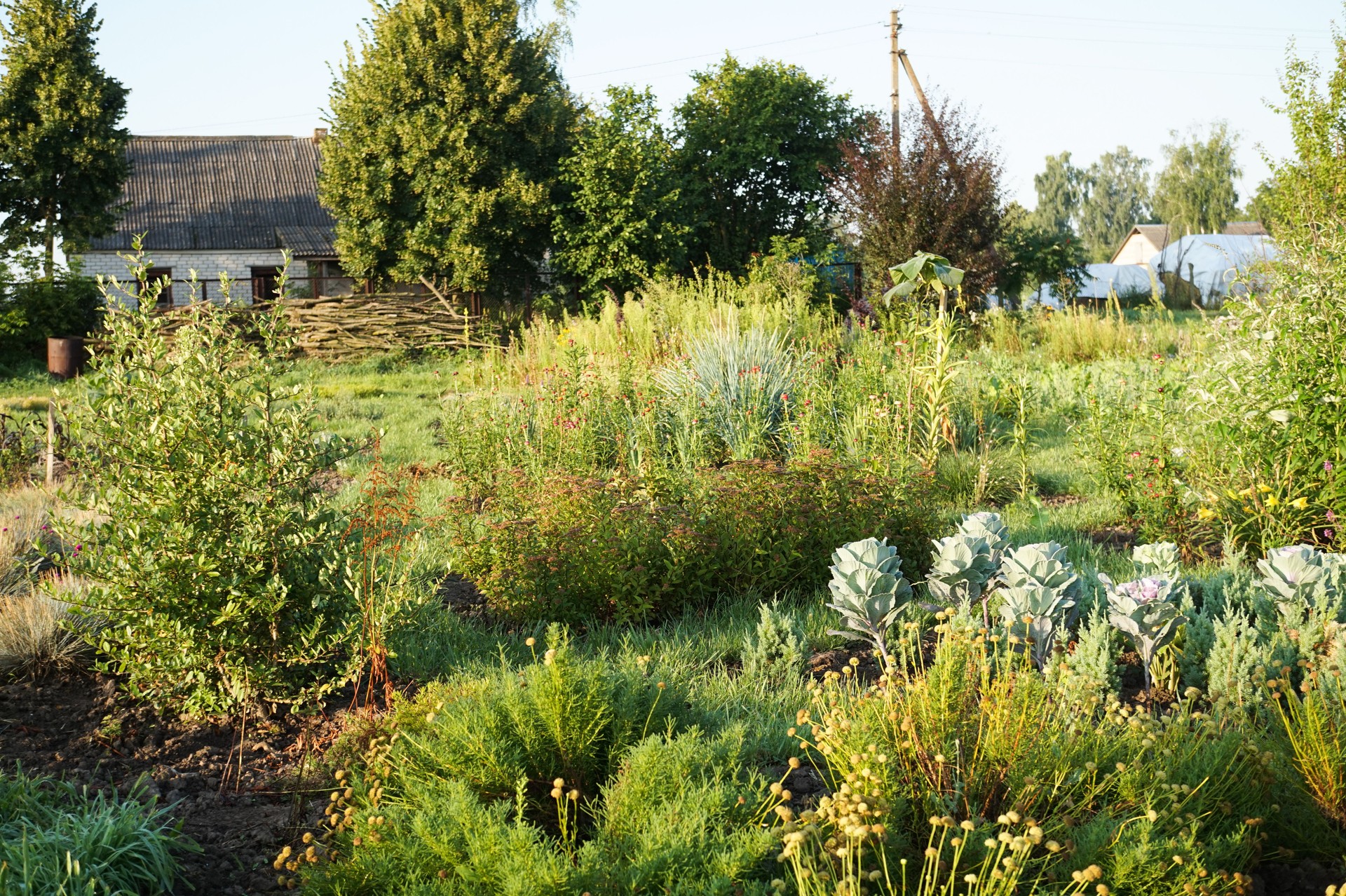 garden