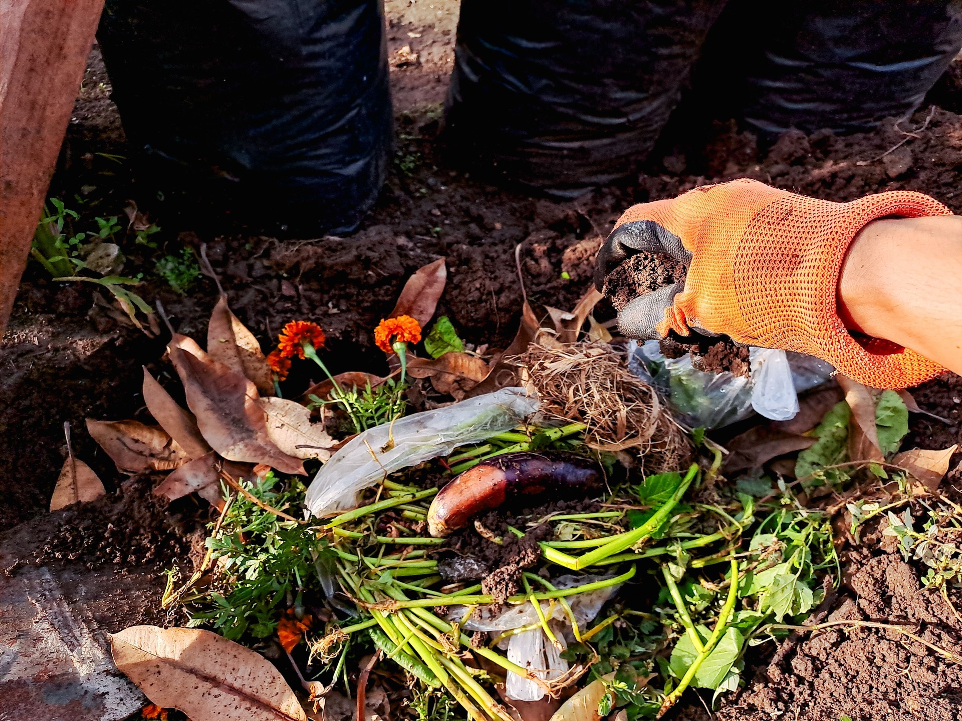 A hand in an orange glove adds kitchen scraps to a compost pile, showcasing a sustainable practice for waste reduction and creating nutrient rich soil.
