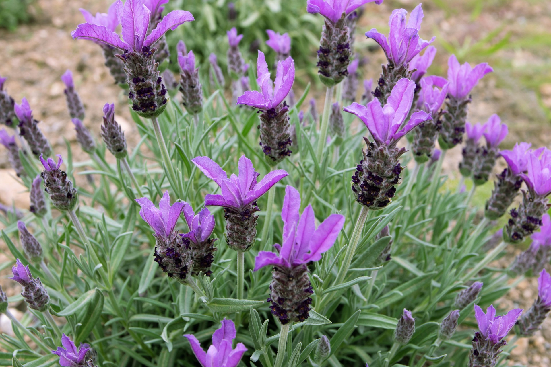 Topped lavender or lavandula stoechas bush. French or spanish lavender flowering plant.