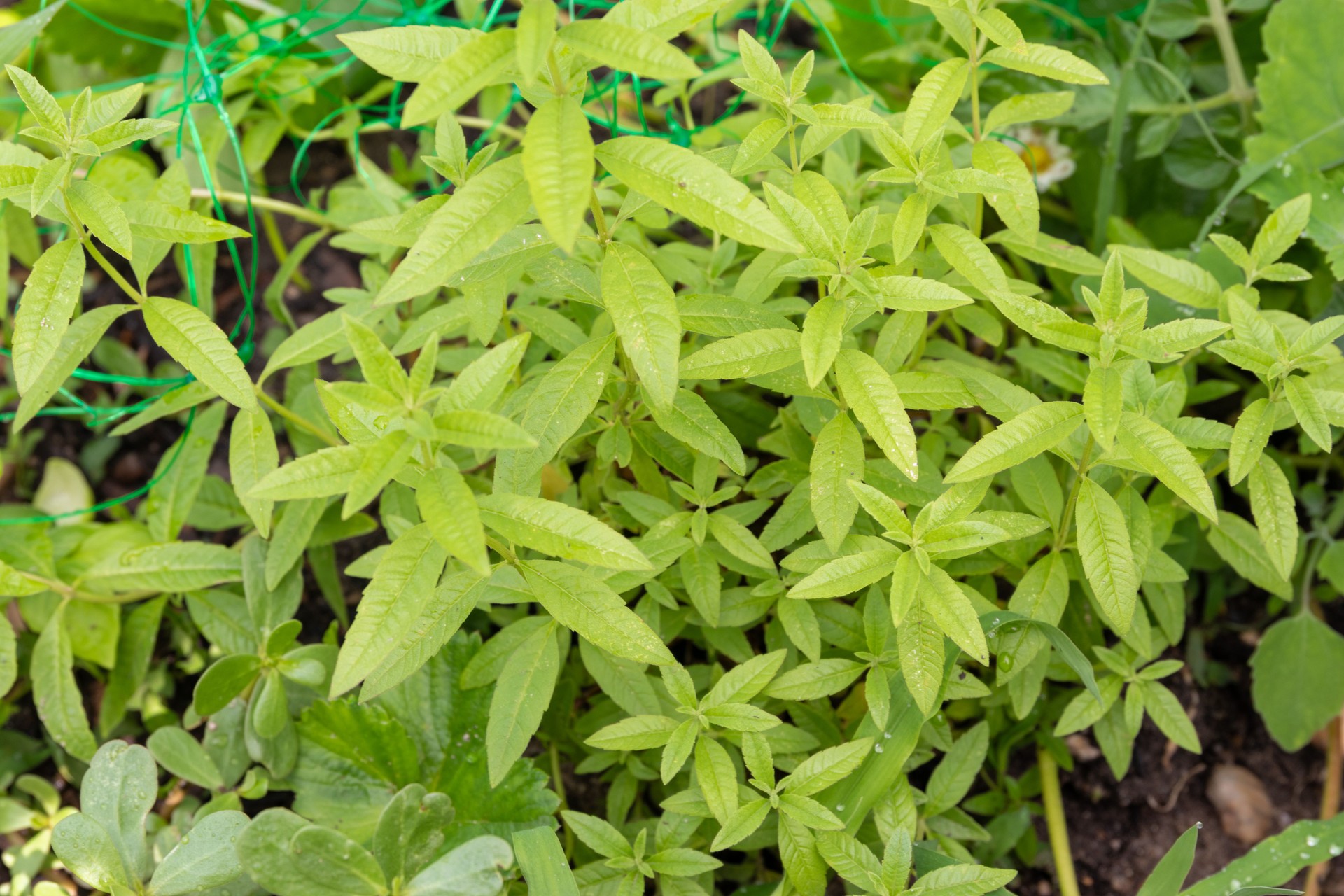 verveine